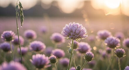 Purple Clover Flowers in Field at Sunset