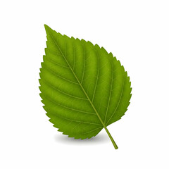 Realistic green leaf