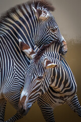 Naklejka premium Two zebras with intertwined necks displaying bold black and white stripes, captured in close-up, natural lighting, wildlife scene