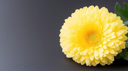 Close-up of a vibrant yellow gerbera daisy on a dark background.  