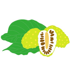 Illustration of Noni fruit, a tropical exotic fruit