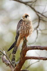 Red-footed falcon (Falco vespertinus)