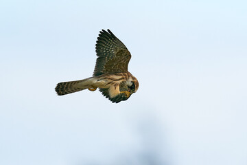 Red-footed falcon (Falco vespertinus)