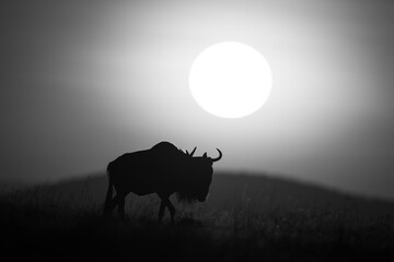 Mono wildebeest walking at dawn across horizon