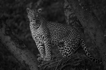 Mono leopard watches camera from hamerkop nest