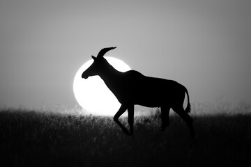 Mono topi walking past sun on horizon
