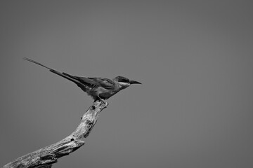 Mono carmine bee-eater lifts tail on branch