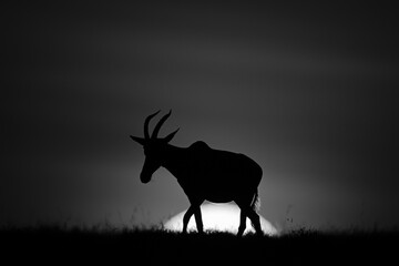 Mono topi walks along horizon at sunrise