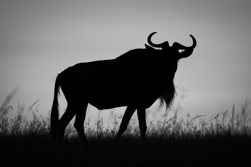 Mono wildebeest walks along horizon at dawn