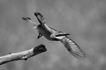 Mono little bee-eater setting off from twig