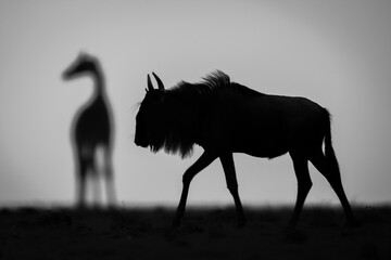 Mono blue wildebeest passes giraffe at sunset