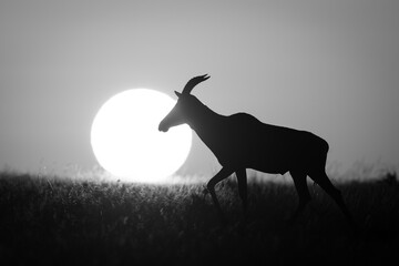 Mono topi walks past sun on horizon