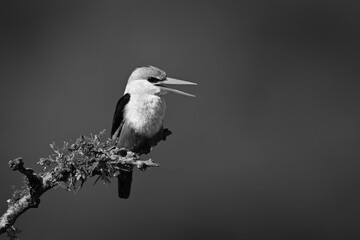 Mono grey-headed kingfisher on branch opens beak
