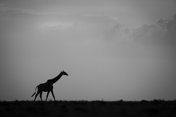 Mono giraffe walking at sunset along horizon