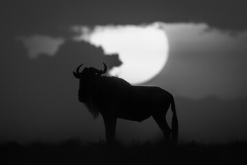 Mono wildebeest stands at sunset on horizon