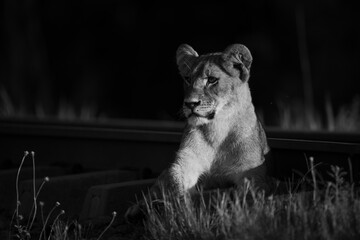 Mono lion cub beside railway at sunrise