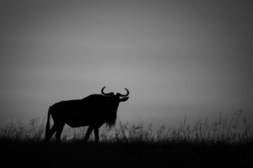 Mono wildebeest walks along horizon at sunrise