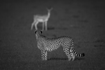 Mono cheetah stands staring at Thomson gazelle