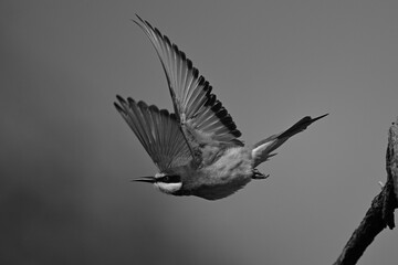 Mono European bee-eater takes off lifting wings