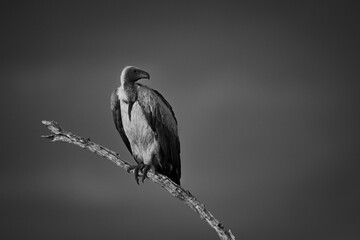 Mono white-backed vulture turns head on branch