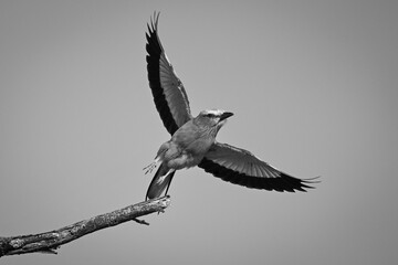 Mono lilac-breasted roller taking off from fork