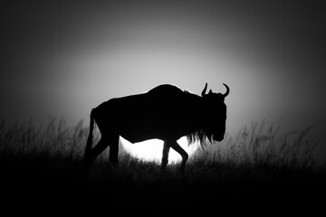Mono wildebeest walks at dawn on horizon