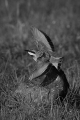 Mono little bee-eater leaves rock spreading wings