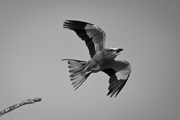 Mono lilac-breasted roller flies from thin twig