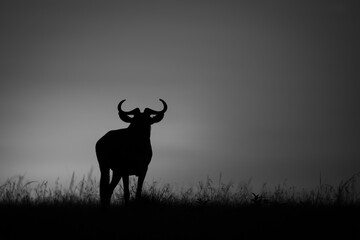 Mono wildebeest standing at sunrise on horizon