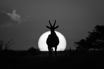 Mono topi stands facing camera at sunset