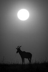 Mono topi silhouetted at sunrise on horizon