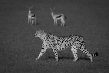 Mono cheetah walks past two Thomson gazelles