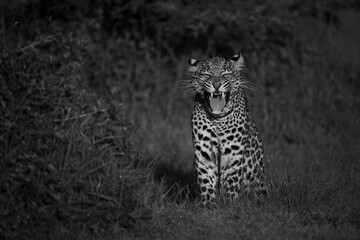 Mono leopard cub sits yawning by bush