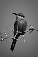 Mono swallow-tailed bee-eater on thornbush under sky