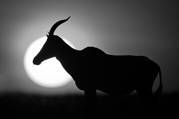 Mono topi on horizon silhouetted by sun