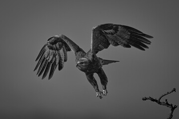 Mono steppe eagle takes off from branch