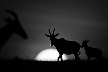 Mono topi and calf silhouetted at sunrise