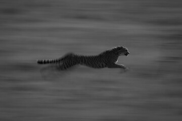 Mono slow pan of cheetah racing past