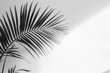 Obraz premium Monochrome palm frond against a bright wall