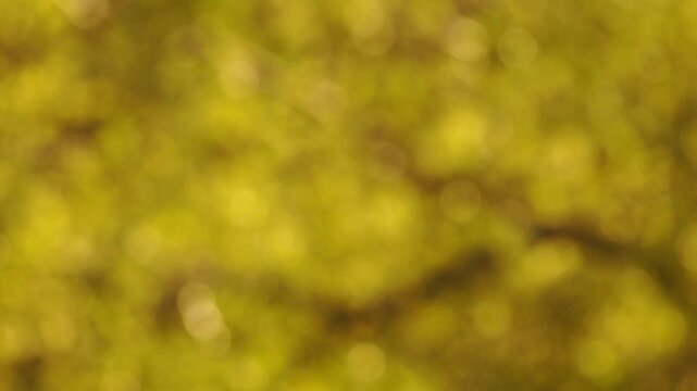billes de bokeh avec les &eacute;l&eacute;ments de la nature se laissant balayer pas le rythme du vent, ambiance zen, reposant, support graphique