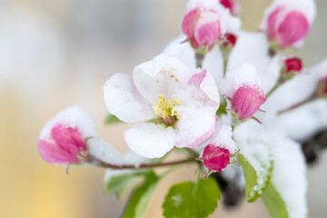unseasonal snow on fruit tree blossoms, macro photo
