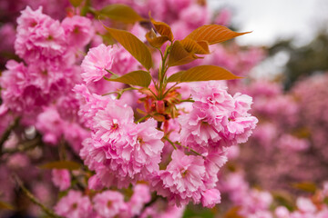 pink and white flowers
