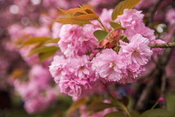 pink magnolia flowers