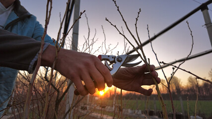 Male gardener with pruning shears working in a blueberries organic farm.