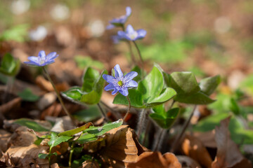 Przylaszczka pospolita