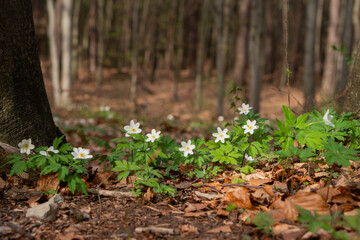 Zawilec gajowy - leśne kwiatki na polanie 