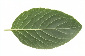 Obraz premium Detailed Close up of a Single Green Leaf Isolated on White Background Perfect for Botanical Studies or Nature Designs