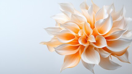 Fototapeta premium Dreamlike peach and white flower soft focus photography for calming designs