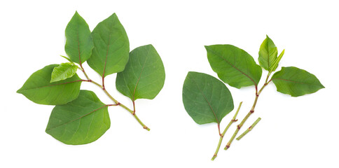 foliage of Reynoutria japonica or japanese knotweed leaves on white background.