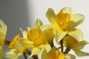 yellow flowers in the wind